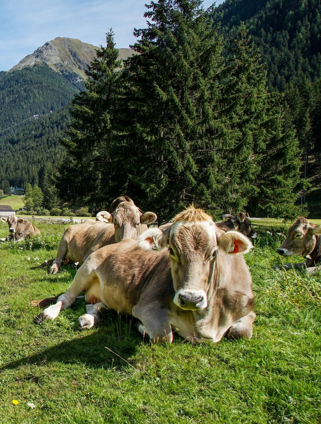 Landschaft - Ischgl - Kühe